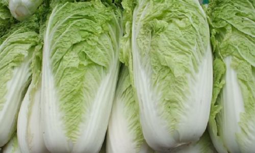 Unraveling the Bitter Enigma:Why Cooked Chinese Cabbage Develops an Unpleasant Aftertaste