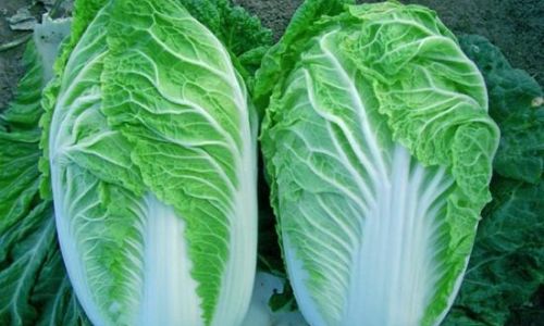 The Versatile Delight:Exploring the Myriad Ways to Enjoy Chinese Cabbage