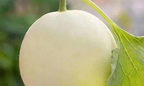 Mastering the Art of Storing Cantaloupe:Tips and Tricks for Longevity and Flavor
