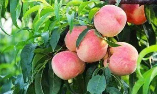 Mastering the Art of Preserving Peaches:Expert Tips for Extending Freshness and Flavor