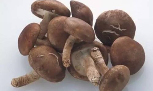Mastering the Art of Storing Shiitake Mushrooms:Expert Tips for Longevity and Flavor Preservation