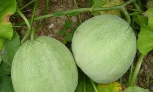 Expert Tips for Selecting the Perfect Cuiyangjiao Melon:A Comprehensive Guide