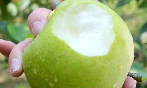 Effective Methods for Preserving and Storing Cuiguan Pears:A Comprehensive Guide