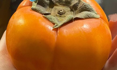 How to Determine If a Crisp Persimmon Is Ripe:A Comprehensive Guide