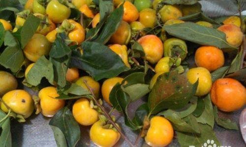 The Art of Crafting Crispy Persimmons:A Comprehensive Guide to Traditional and Modern Techniques