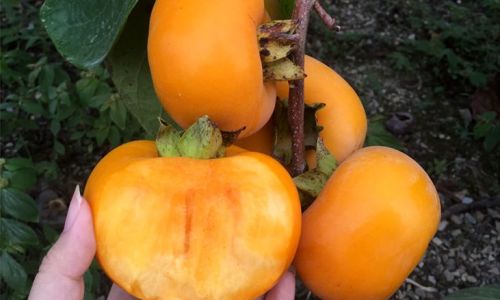 The Art of Crafting Crispy Persimmons:A Comprehensive Guide to Traditional and Modern Techniques