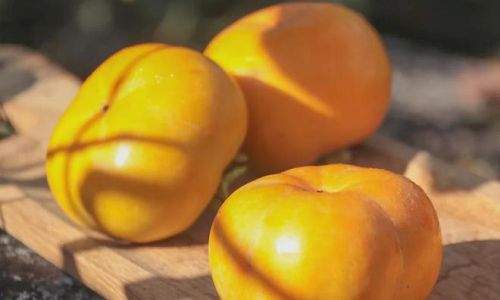 Can You Eat Softened Crispy Persimmons?A Comprehensive Guide to Safety,Flavor,and Usage