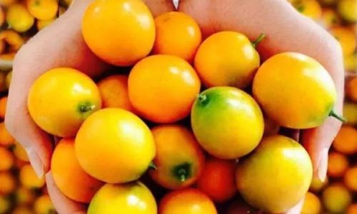 A Comprehensive Guide to Enjoying Crispy-Skinned Kumquats:From Selection to Creative Recipes