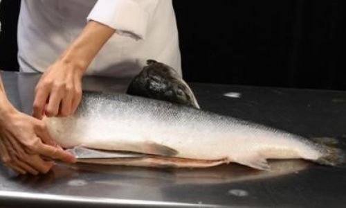 Discovering the Best Tasting Part of Salmon:A Culinary Exploration