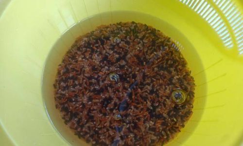Can You Steam Tri-Color Brown Rice Directly?