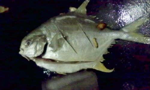 Mastering the Culinary Art of Three-Spear Fish:Techniques for a Delightful Dish