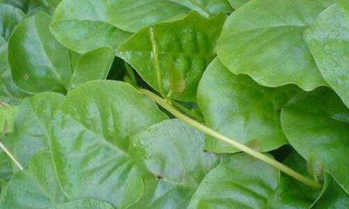 Exploring the Culinary Delights of Notoginseng Leaves:How to Enjoy Sanqi Leaves