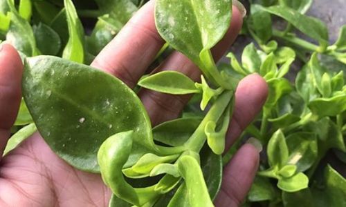 Exploring the Culinary Delights of Notoginseng Leaves:How to Enjoy Sanqi Leaves