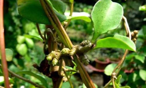 Exploring the Culinary Delights of Notoginseng Leaves:How to Enjoy Sanqi Leaves