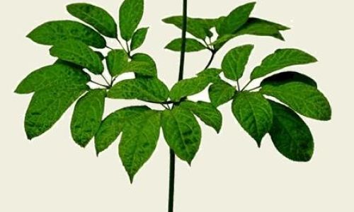 Exploring the Culinary Delights of Notoginseng Leaves:How to Enjoy Sanqi Leaves