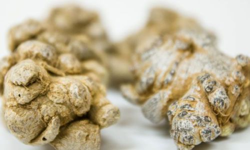 Can You Still Consume Sanqi Powder After It Turns Yellow Over Time?