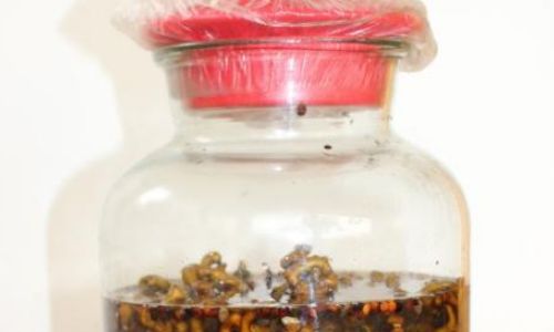 Crafting a Delightful Elixir:How to Infuse Sanqi and Jujube into Liquor