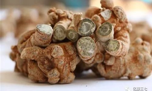 The Correct Method for Brewing Notoginseng Panax Notoginseng)A Comprehensive Guide