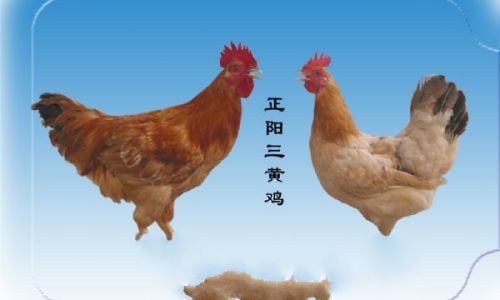 An Introduction to Sanhuang Chicken