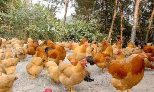 An Introduction to Sanhuang Chicken