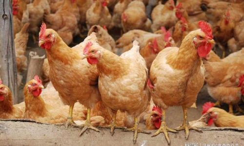 An Introduction to Sanhuang Chicken