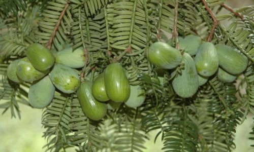 Three Essential Tips for Identifying Fresh Chestnut-like Chinese Hickory Torreya grandis)