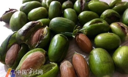 Three Essential Tips for Identifying Fresh Chestnut-like Chinese Hickory Torreya grandis)