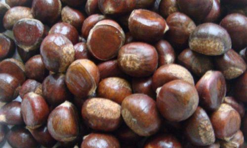 Three Essential Tips for Identifying Fresh Chestnut-like Chinese Hickory Torreya grandis)