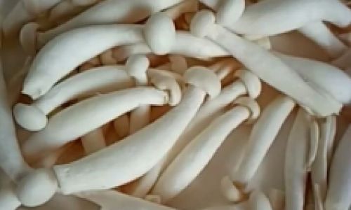 How to Cook Tri-Colored Jade Mushrooms:A Culinary Delight