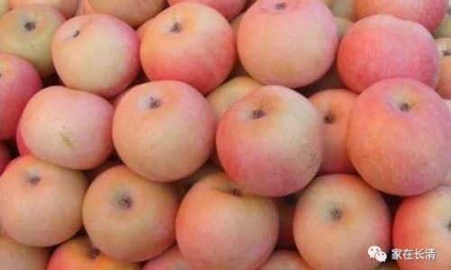 Can Infants Consume Cooked Apples?A Comprehensive Guide