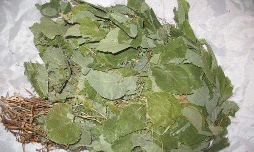 A Comprehensive Guide to the Culinary Delights of Epimedium Horny Goat Weed)