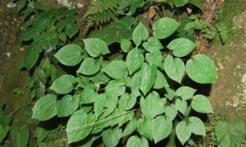 A Comprehensive Guide to the Culinary Delights of Epimedium Horny Goat Weed)