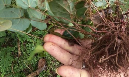 A Comprehensive Guide to the Culinary Delights of Epimedium Horny Goat Weed)