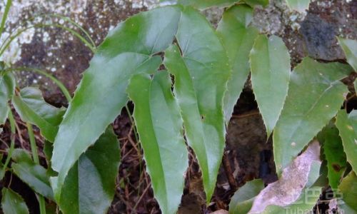 A Comprehensive Guide to the Culinary Delights of Epimedium Horny Goat Weed)