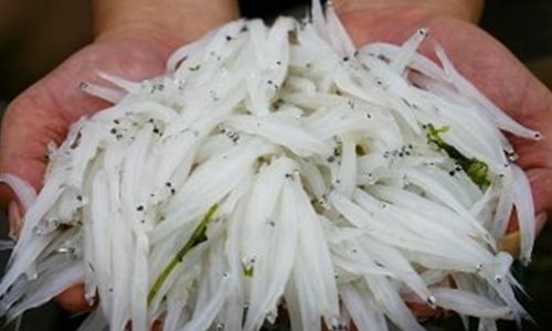 The Art of Soaking and Preparing Silver Fish:A Comprehensive Guide