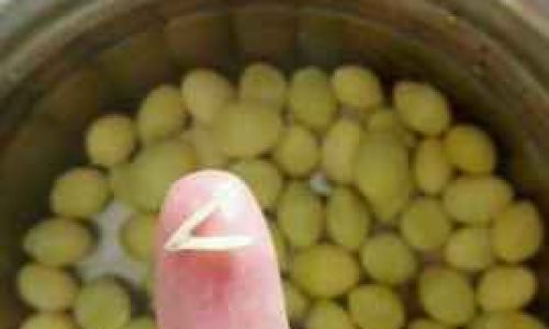 How Long Should You Boil Ginkgo Nuts?