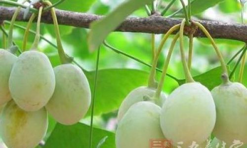 How Long Should You Boil Ginkgo Nuts?