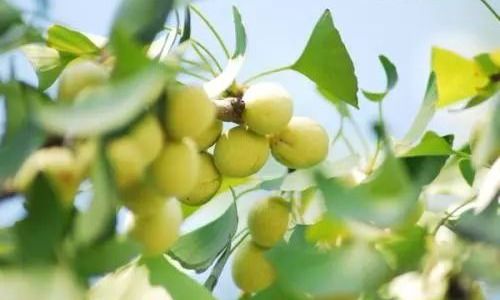 Drying Ginkgo Nuts:A Comprehensive Guide