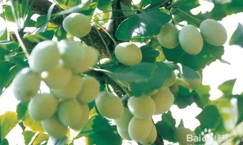 How to Handle and Consume Ginkgo Nuts Ginkgo Biloba Seeds)