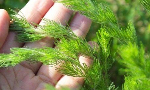 Exploring the Three Delightful Ways to Enjoy Milk Thistle Artemisia capillaris)