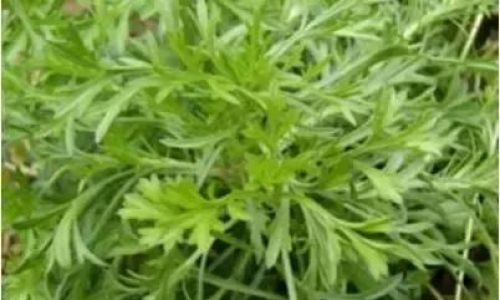 Exploring the Three Delightful Ways to Enjoy Milk Thistle Artemisia capillaris)