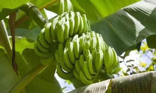 The Science and Art of Ripening Bananas:Techniques,Benefits,and Considerations
