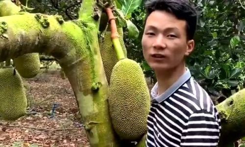 Effective Methods to Ripen Jackfruit:A Comprehensive Guide