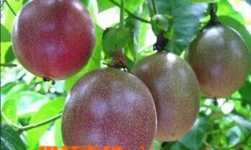 The Ultimate Guide to Ripening Passion Fruit Quickly:Tips,Tricks,and Expert Techniques