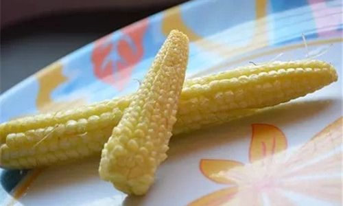 Mastering the Art of Cooking with Coarse Cornmeal:Delicious Recipes and Techniques