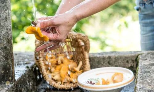 Preserving Cluster Mushrooms for Lunar New Year Feasts:A Comprehensive Guide