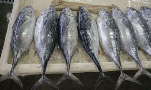Understanding Dried Sea Swallow Fish:Origin and Production