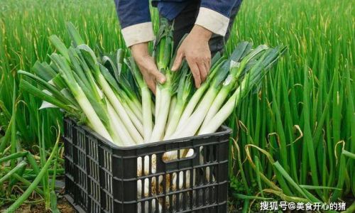 How to Preserve Green Onions for Long-Term Storage:A Comprehensive Guide