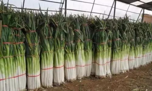 Can You Still Eat Green Onions That Have Turned Yellow?A Comprehensive Guide to Safety and Quality
