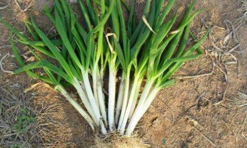 Can Green Onion Segments Be Refrigerated?A Comprehensive Guide to Storage and Freshness
